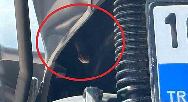Bursa'da motosikletten çıkan yılan şoke etti
