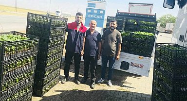 Cizre'de çiftçilere yüzde 75 hibeli fide desteği