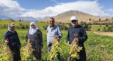 Coğrafi işaretli kuru fasulye hasadı başladı
