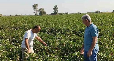 Didim'de pamuk tarlalarında zararlı denetimi