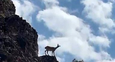 Elazığ'da koruma altındaki dağ keçileri görüntülendi