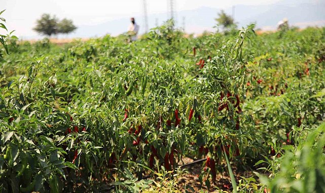 Gaziantep'te en acı hasat