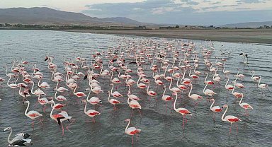 Gecikmeli gelen flamingolar Erçek Gölü'nü renklendirdi