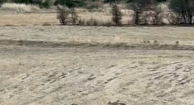 Gercüş'te tilkilerin sevimli kovalamacası kamerada