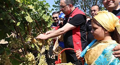 Gökçeada'da üzüm hasadı