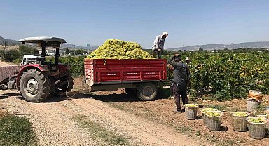 Güneyli üzüm üreticilerinden alıcılara fiyat tepkisi