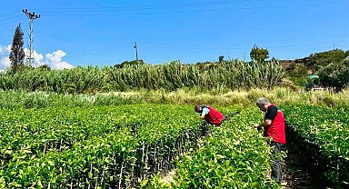 Hatay'da fidan üretim alanlarında hastalık kontrolleri yapıldı