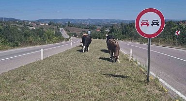 Kara yoluna çıkan başıboş hayvanlar tehlike saçıyor