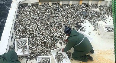 Karadeniz'de sezonun ilk balık avı: Ağlardan mezgit çıktı