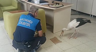Mersin'de yaralı halde bulunan leylek koruma altına alındı