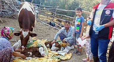 Muğla'da yeni doğan buzağılar için seferberlik