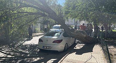 Niğde'de park halindeki otomobilin üzerine ağaç devrildi