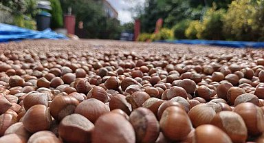 Ordu'nun yüksek kesimlerde fındıkta kurutma mesaisi sürüyor