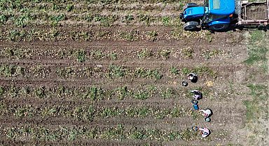 Patates diyarı Bolu'da zorlu hasat mesaisi başladı