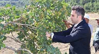 Selendi'nin 'Yeşil Altın'ın da hasat başladı