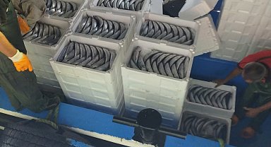 Sezonun ilk gününde avlanan palamutlar İnebolu Limanı'na geldi