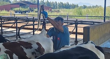 Söke'de hastalıktan ari işletmelerde rutin sağlık kontrolleri sürüyor