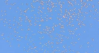 Tekirdağ'da göç eden ak pelikanlar görüntülendi