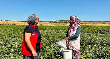 Turşuluk salatalık hasadı sürüyor