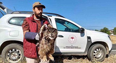 Yaralı puhu kuşu koruma altına alındı