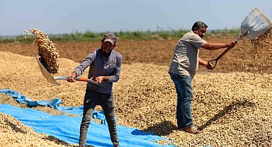 Yer fıstığında hasat başladı: 135 bin ton rekolte hedefleniyor