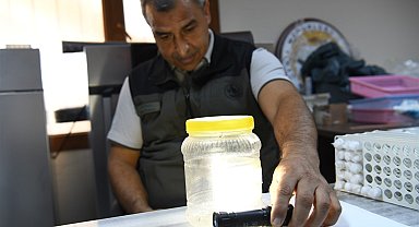 Yeşil vatanın sessiz koruyucuları laboratuvarda yetiştiriliyor