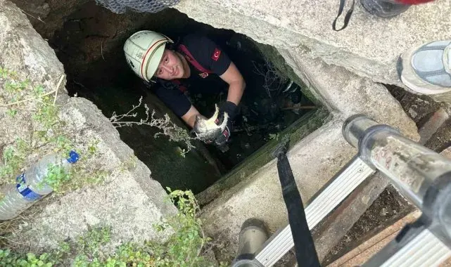 Yalova'da itfaiyeden kirpi ve kedi kurtarma operasyonları