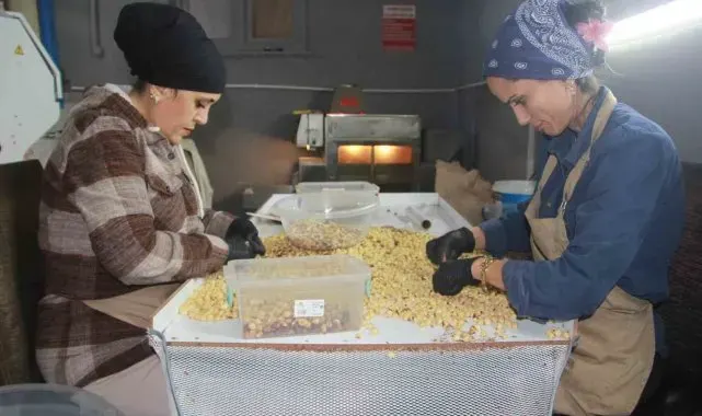 Hasadı biten fındıkta kırma ve kavurma dönemi