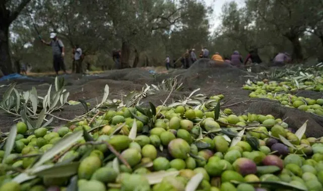Bilinenin aksine siyah ve yeşil zeytin ağaçları ayrı değil