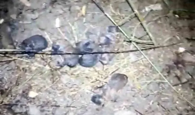 Tarsus'ta yavru köpekler alevlerden kurtarıldı