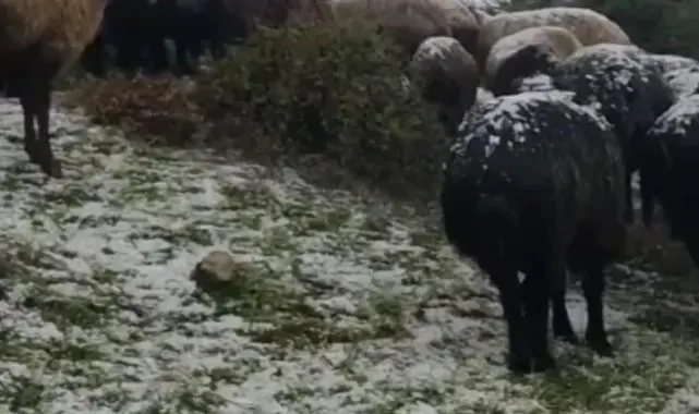 Tokat'ta dolu yağışı yaylayı beyaza bürüdü