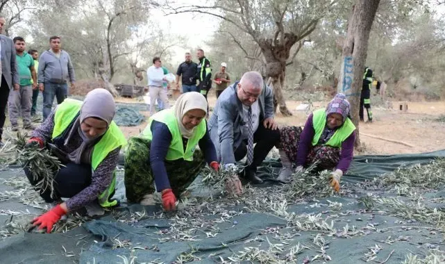 Edremit Belediyesi'nde zeytin hasadı başladı