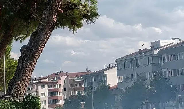 Düğün konvoyundan atılan havai fişek çam ağacını yaktı