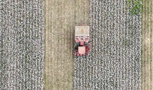 Menemenli minikler pamuk hasatı yaptı