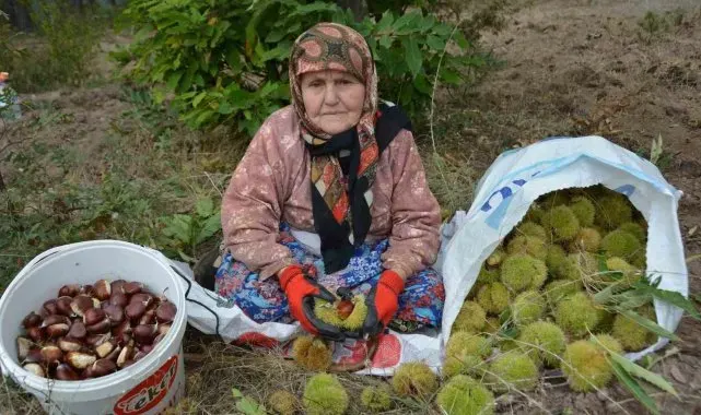 Balıkesir'de kestane hasadı başladı