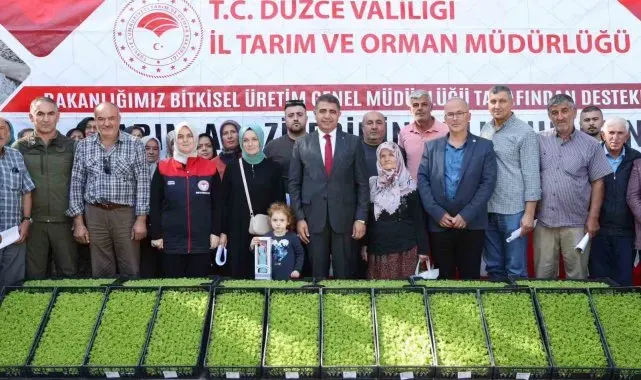 Düzce'de çiftçilere 250 bin marul fidesi dağıtıldı