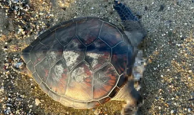 Alanya'da caretta caretta ölüsü bulundu
