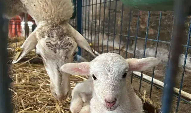 BAÜN'ün Kuzuları Dünyaya Gözlerini Açmaya Başladı