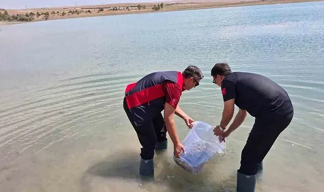 Niğde Bahçeli Göleti'ne yavru sazan bırakıldı