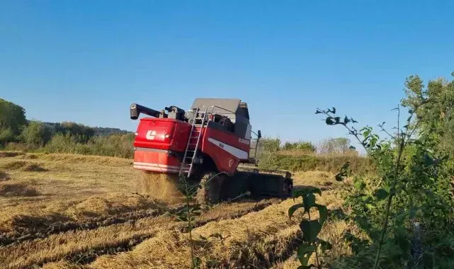 Sinop'ta çeltik hasadı
