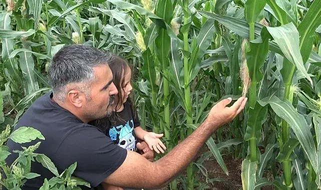 20 yıl sonra Rusya'dan memleketine döndü, ata tohumunu yeniden yaşattı
