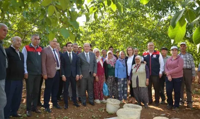 Denizli'nin ceviz üretiminde yüzde 46 artış bekleniyor