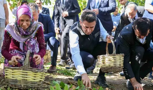 Ceviz üretiminde Türkiye 3'üncüsü Bilecik oldu