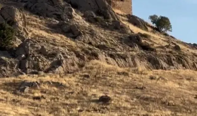 Elazığ'da dağ keçileri sürücü halinde görüntülendi