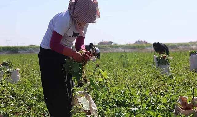 Su tüketimi düşük, hasadı erken