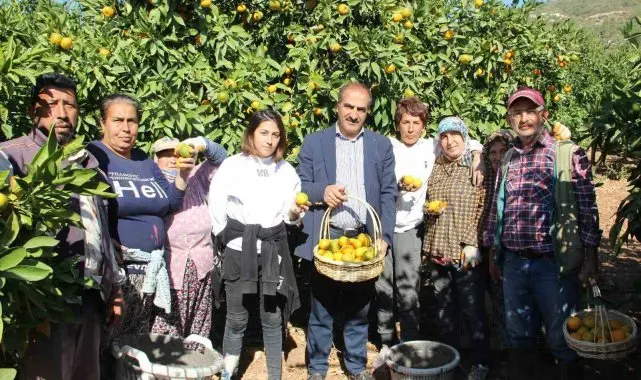 Satsuma mandalinanın ihracat yolculuğu 18 Ekim'de başlıyor