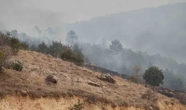 Afyonkarahisar'da orman yangını