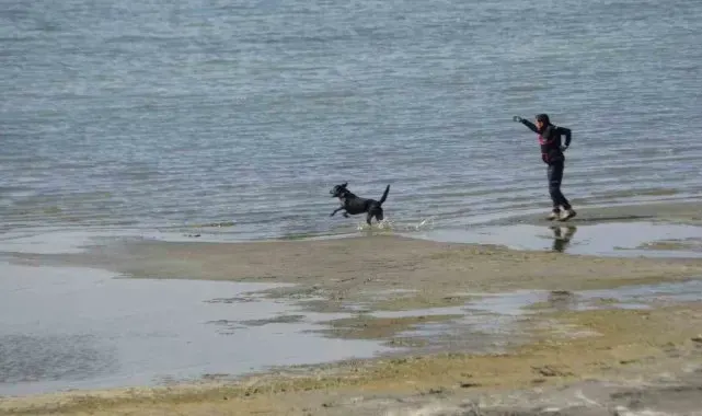 Kayıp öğrenci Rojin için AFAD'dan köpekli arama