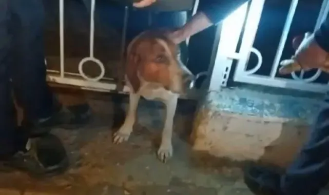 Bandırma'da demir parmaklıklara sıkışan köpek kurtarıldı