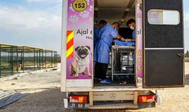 Diyarbakır'da 10 köpek mobil araçla kısırlaştırıldı
